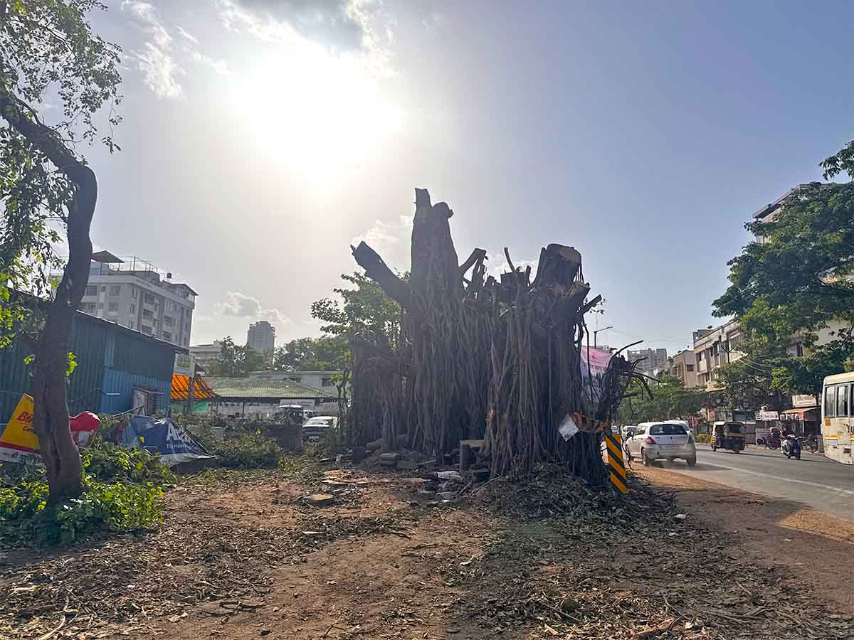 Nashik Tree Cutting Save Trees Protests Photos by Rohit R Images