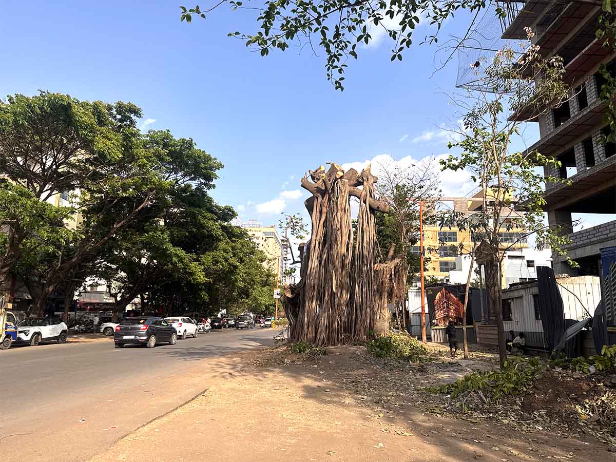 Nashik Tree Cutting Save Trees Protests Photos by Rohit R Images