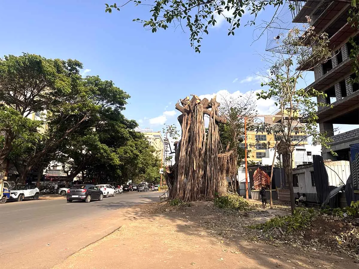 Nashik Tree Cutting Save Trees Protests Photos by Rohit R Images