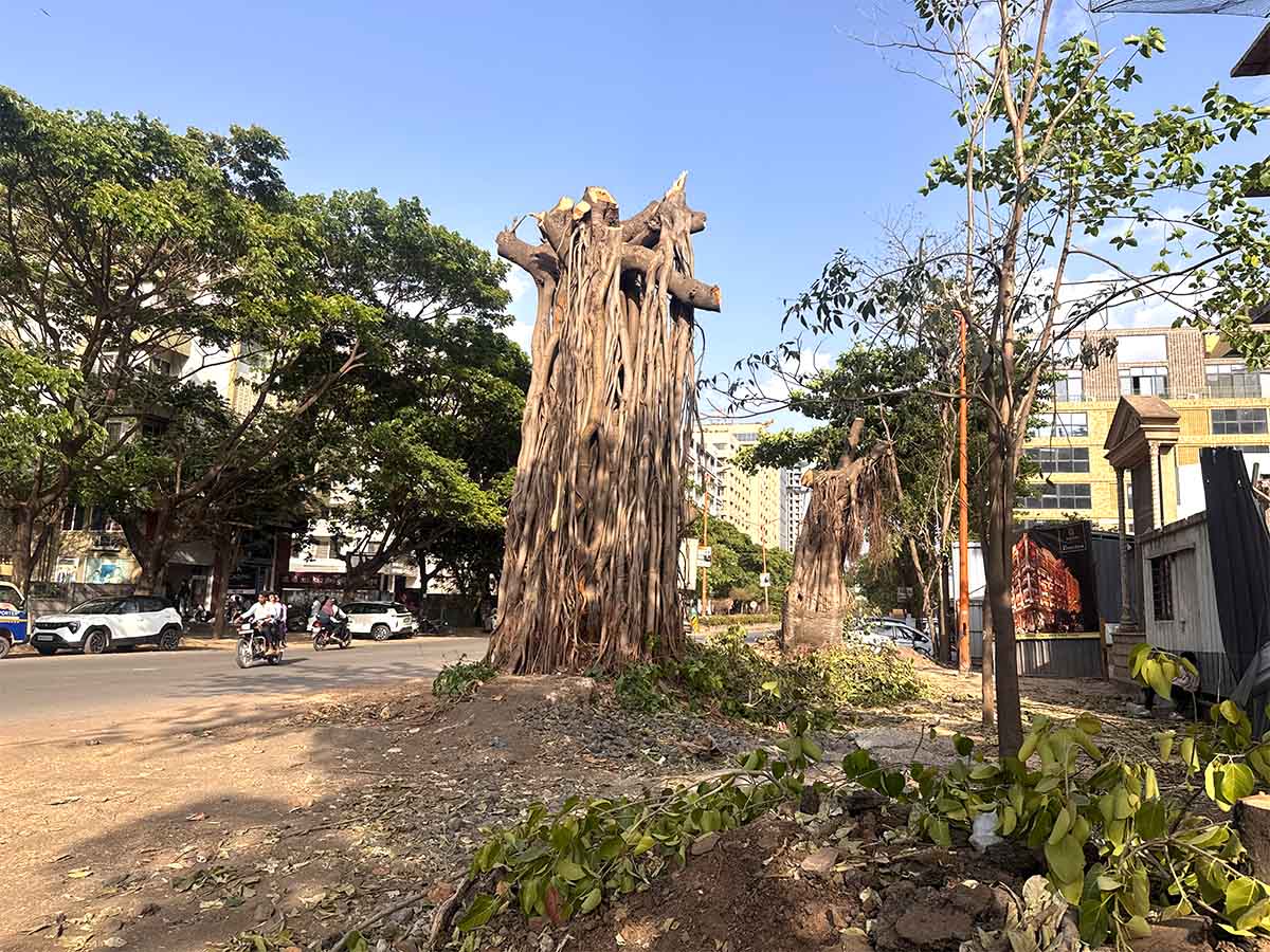 Nashik Tree Cutting Save Trees Protests Photos by Rohit R Images
