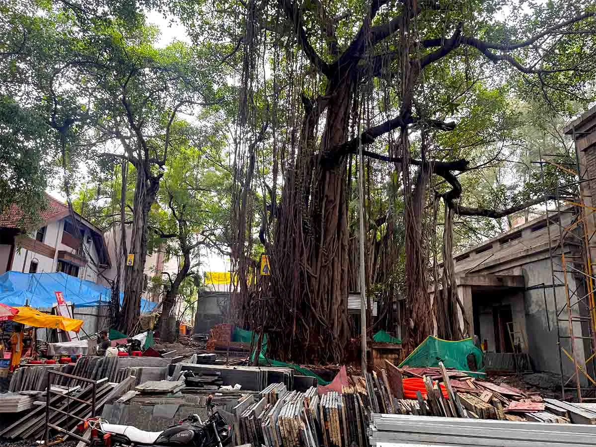 Sacred Vat Vrikshas (banyan trees) near Sita Gufa Temple Panchavati Nashik